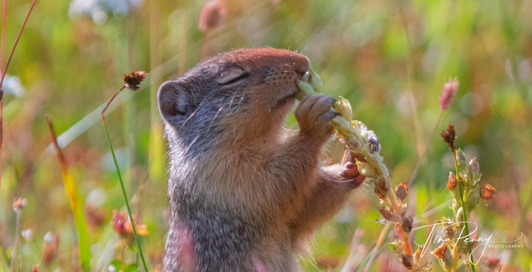 Flower-smelling squirrel GNP